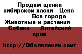 Продам щенка сибирской хаски › Цена ­ 8 000 - Все города Животные и растения » Собаки   . Алтайский край